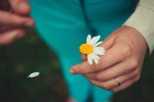 Image taken from above of a woman holding a white daisy in one hand and dropping petal from another